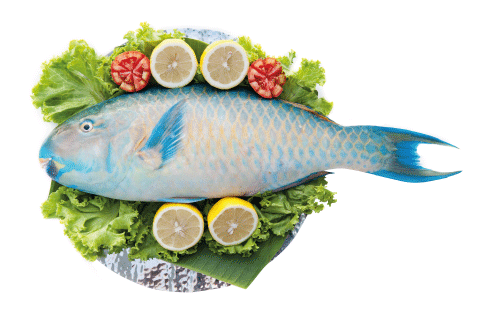 Fish